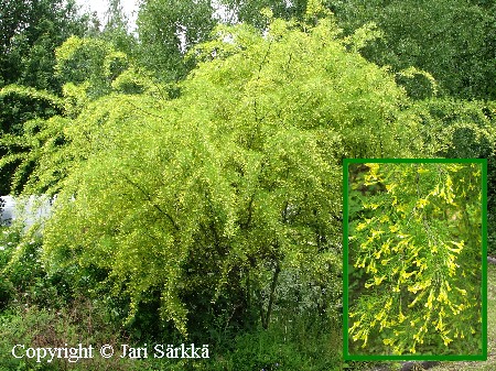 Caragana arborescens'Lorbergii'